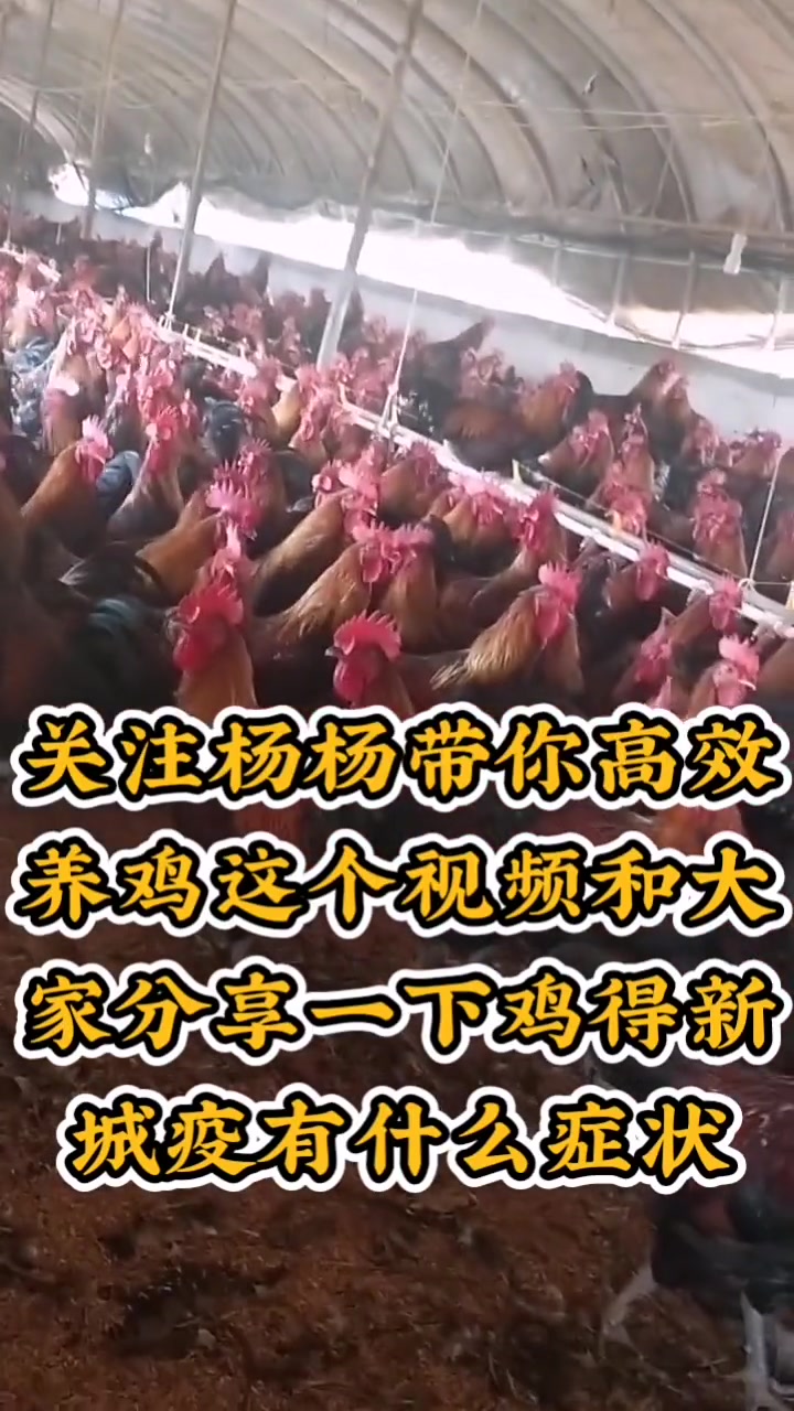 鸡冠发紫口流粘液,腿部鳞片出血,鸡拉绿色粪便,每天的都有零星的伤亡,解剖病鸡腺胃乳头顶部出