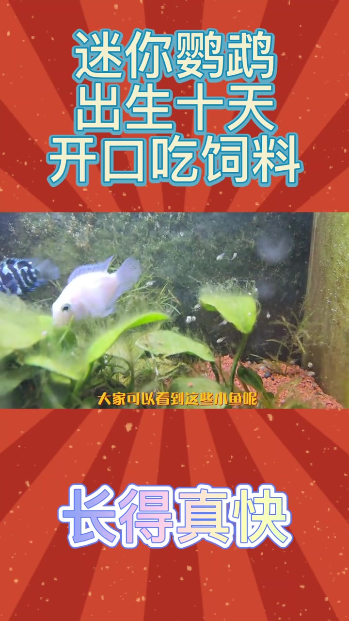 「初一」起飞10天的迷你鹦鹉幼崽,终于能吃饲料了!养鱼日记 鱼缸里的大自然 观赏鱼 水族 