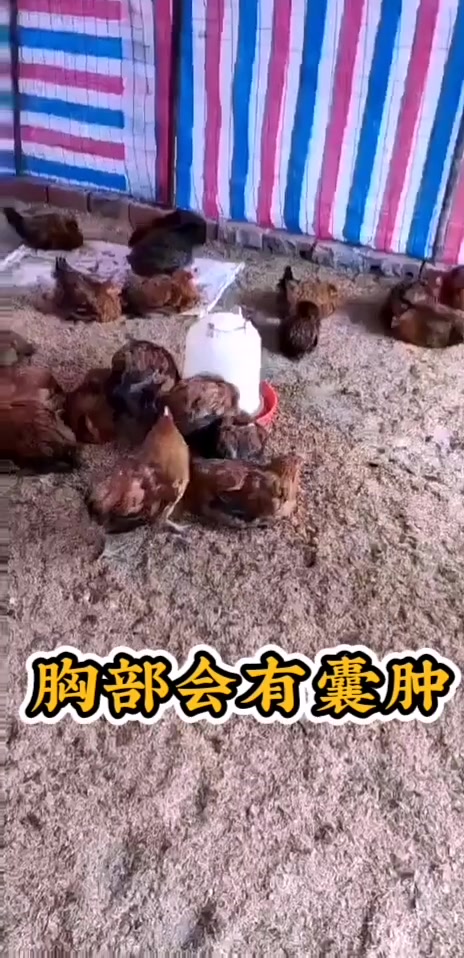 鸡滑液囊支原体:康普欣+美杆特+滑速治