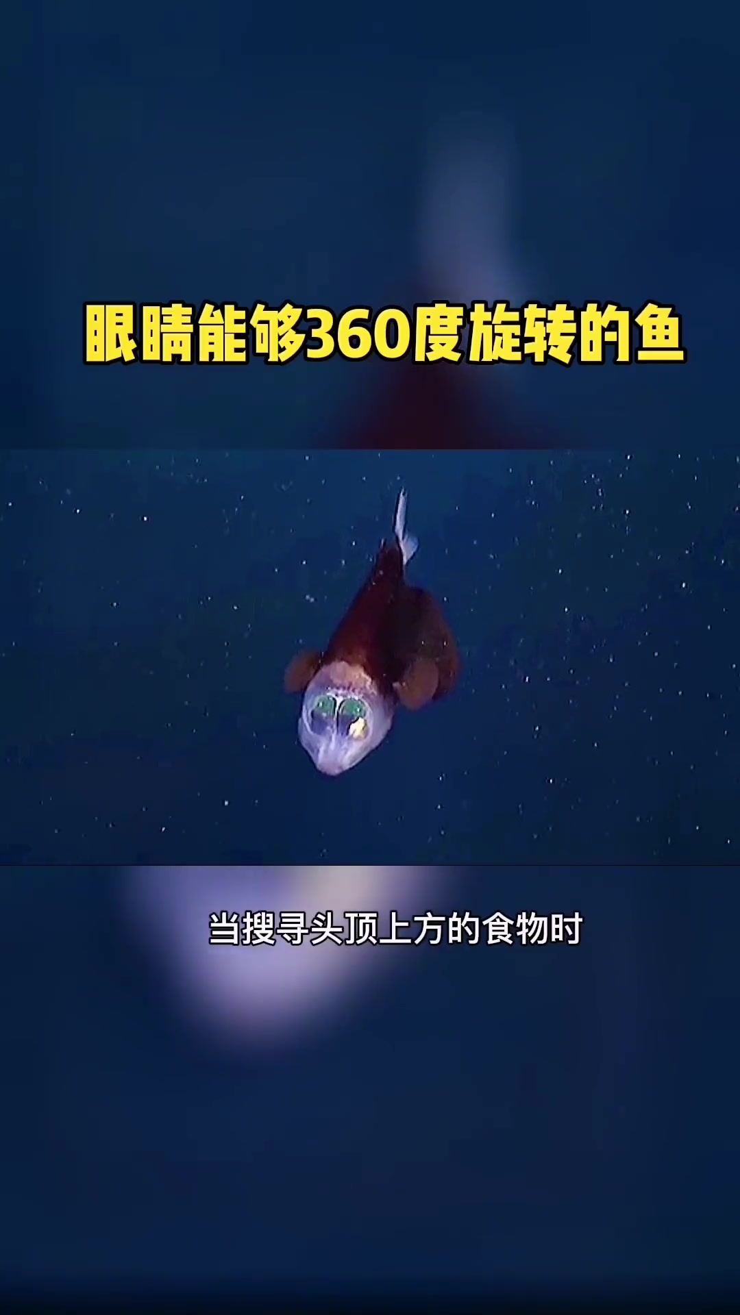 桶眼鱼:还有没有点隐私了 科普 动物 海洋生物 涨知识