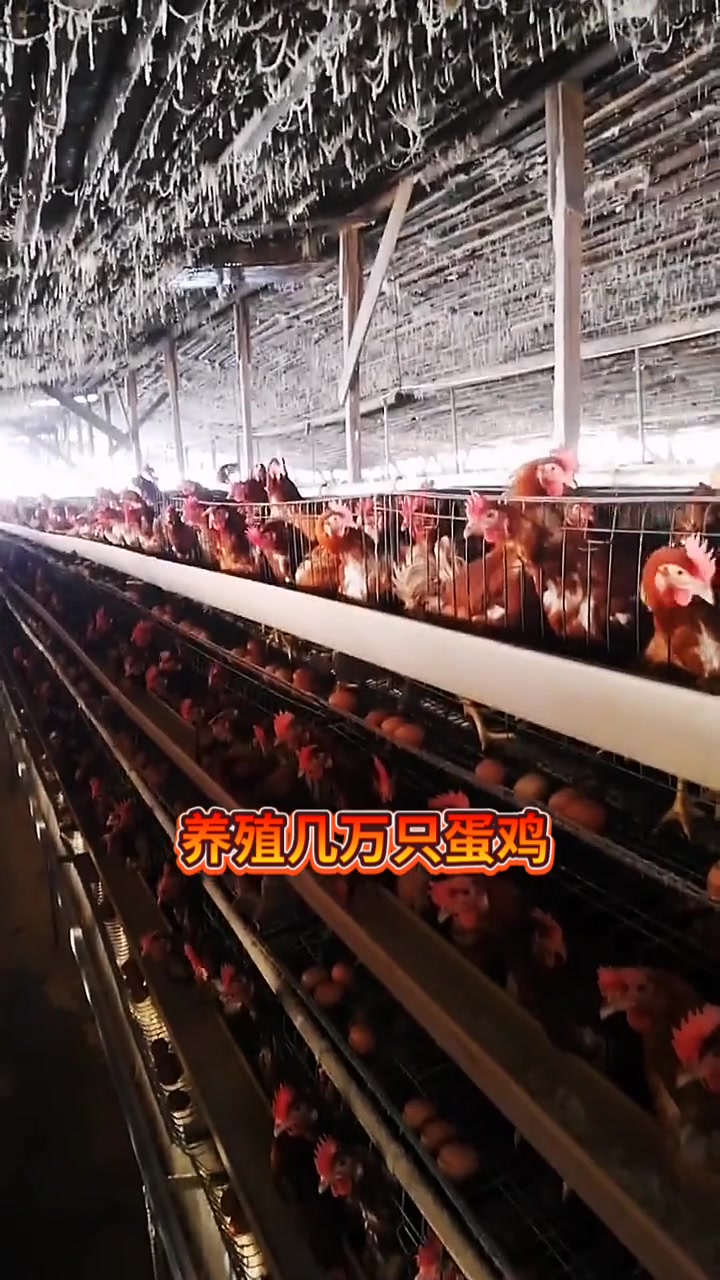 饮水疫苗以后会慢慢代替打针的!