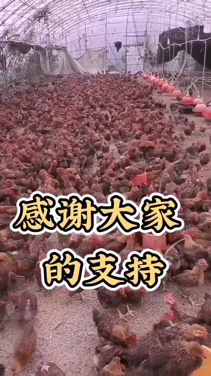 绿粪:大肠杆菌、新城疫(草绿)、流感(黄白绿)红粪、肉色:球虫、肠毒、盲肠肝炎、白冠病、霉