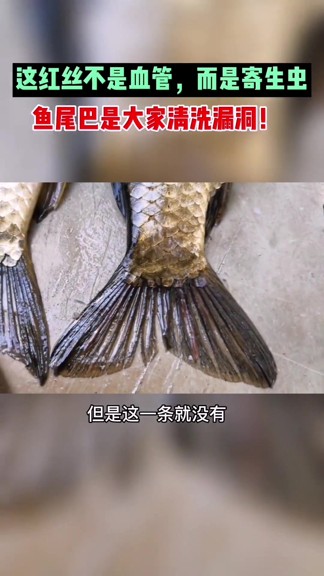 二发!春天吃鱼时注意了,鱼尾巴里这种红丝“血管”,是寄生虫!大家不要吃!可以剁掉鱼尾巴～