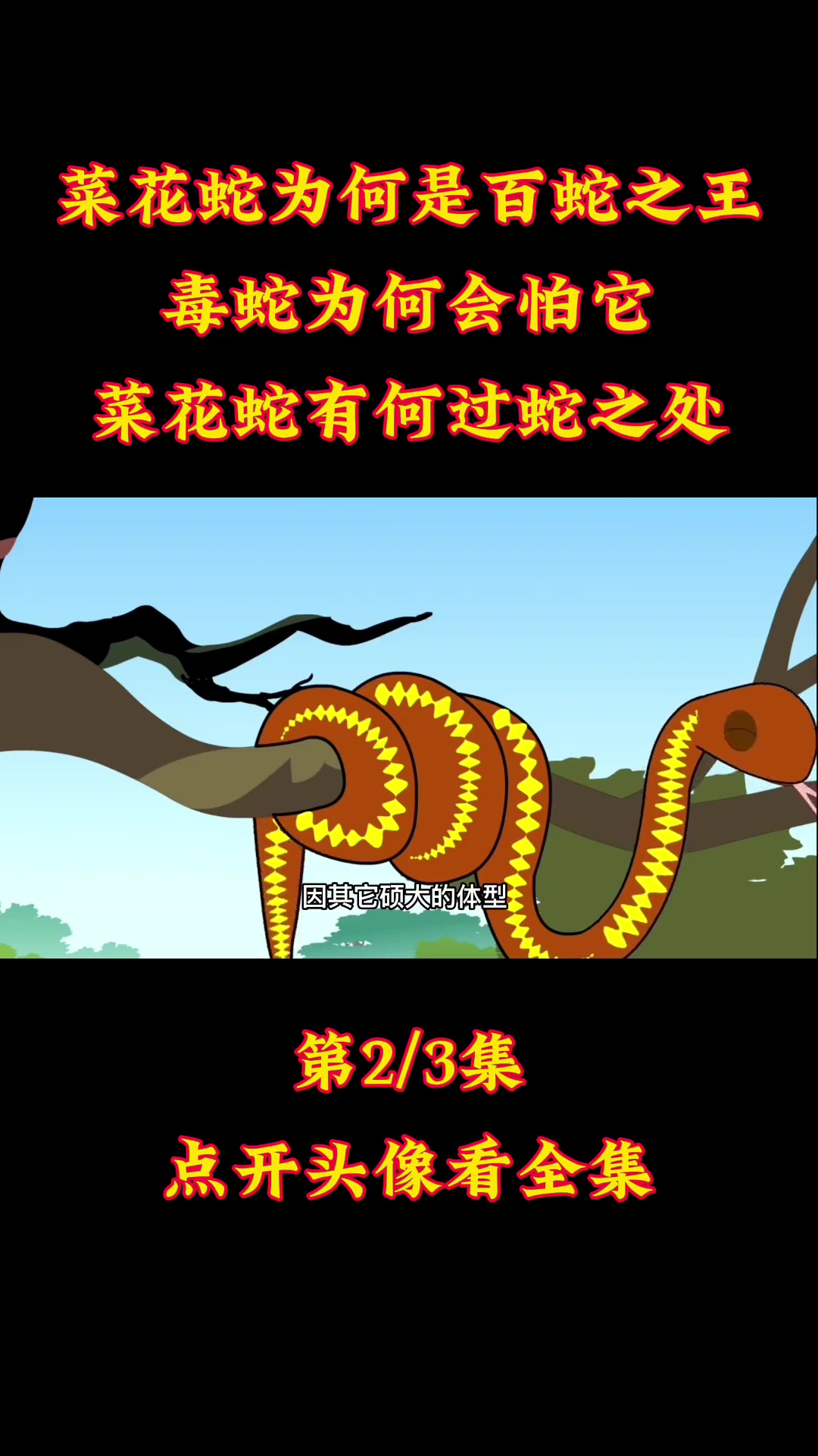 菜花蛇为何是百蛇之王?毒蛇为何会怕它,菜花蛇有何过蛇之处?菜花蛇 毒蛇 蛇类