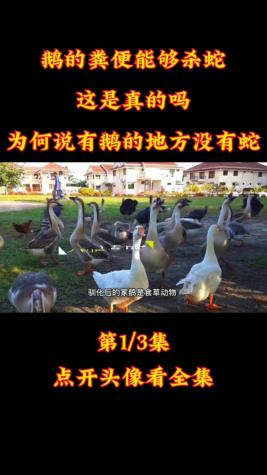 鹅的粪便能够杀蛇,这是真的吗?为什么说有鹅的地方就没有蛇?大鹅 毒蛇 鹅粪