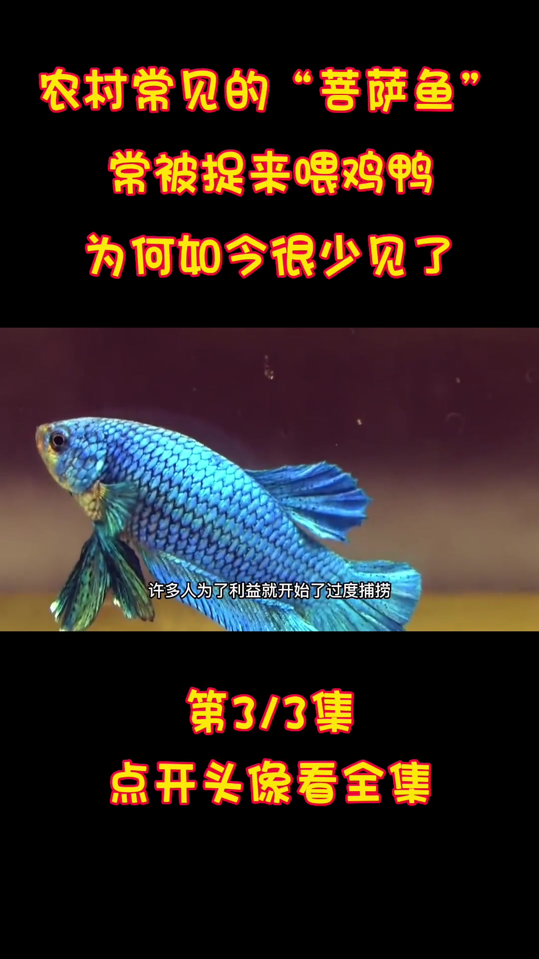 曾在农村泛滥的“菩萨鱼”,常被捉来喂鸡鸭,为何如今很少见了?菩萨鱼 中国斗鱼 鱼类