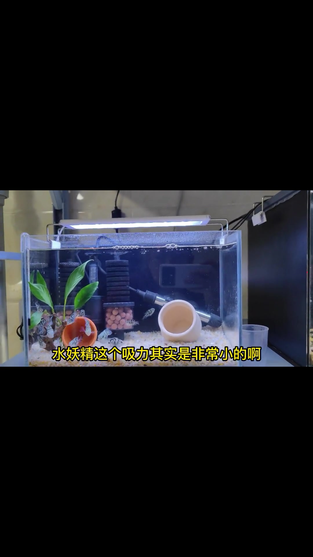 「初一」如何用过滤养小鱼苗?三招完美解决水泵吸鱼问题 开缸 草缸 水草缸 养鱼日记 热带鱼