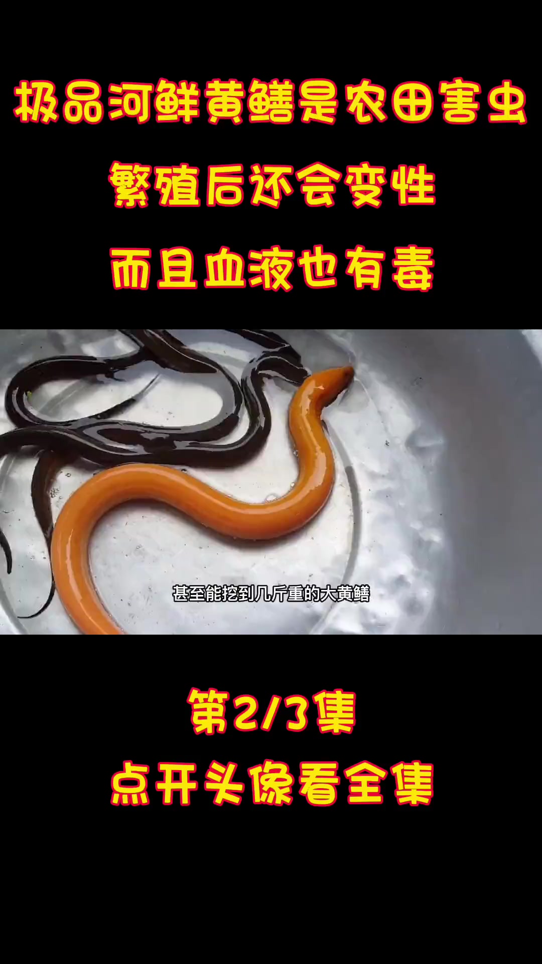 极品河鲜黄鳝是农田害虫,繁殖后还会变性?而且血液也有毒 黄鳝 鳝鱼 农村
