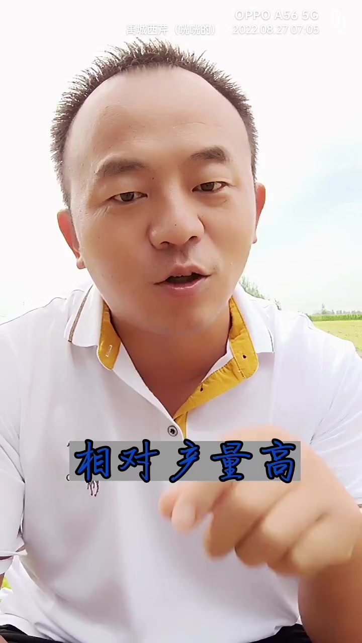 芹菜生长温度对于产量影响也是巨大的,温度月底产量越高,温度越高同等条件下产量越低!