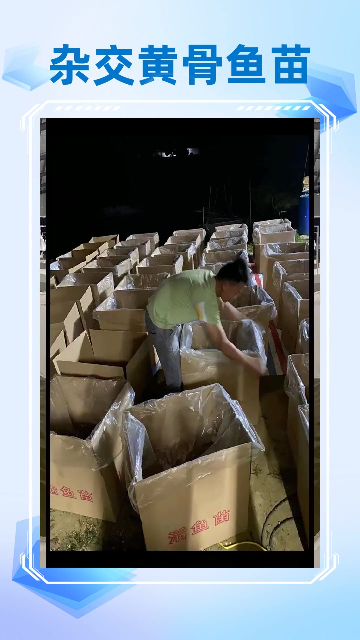 杂交黄骨鱼苗公司 杂交黄骨鱼苗价格 广西杂交黄骨鱼苗