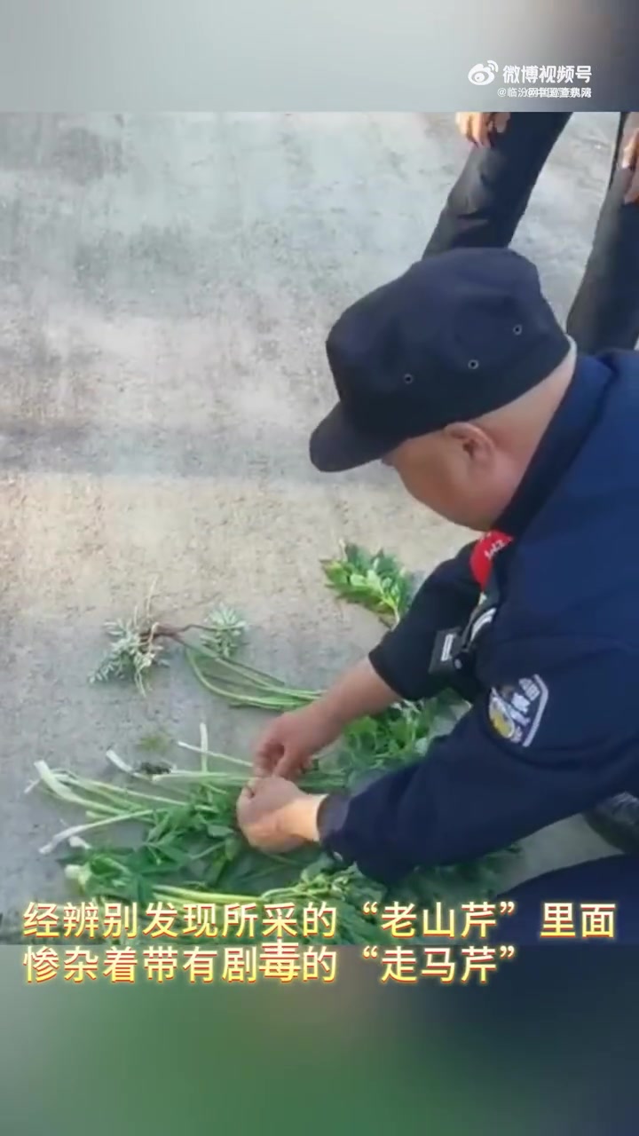 近日,派出所民警在工作时,发现几名采山野菜的群众。随后,民警向群众询问采摘山野菜的种类,当