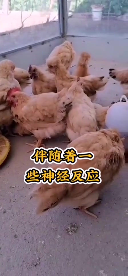 鸡得新城疫,用康普欣+疫特欣
