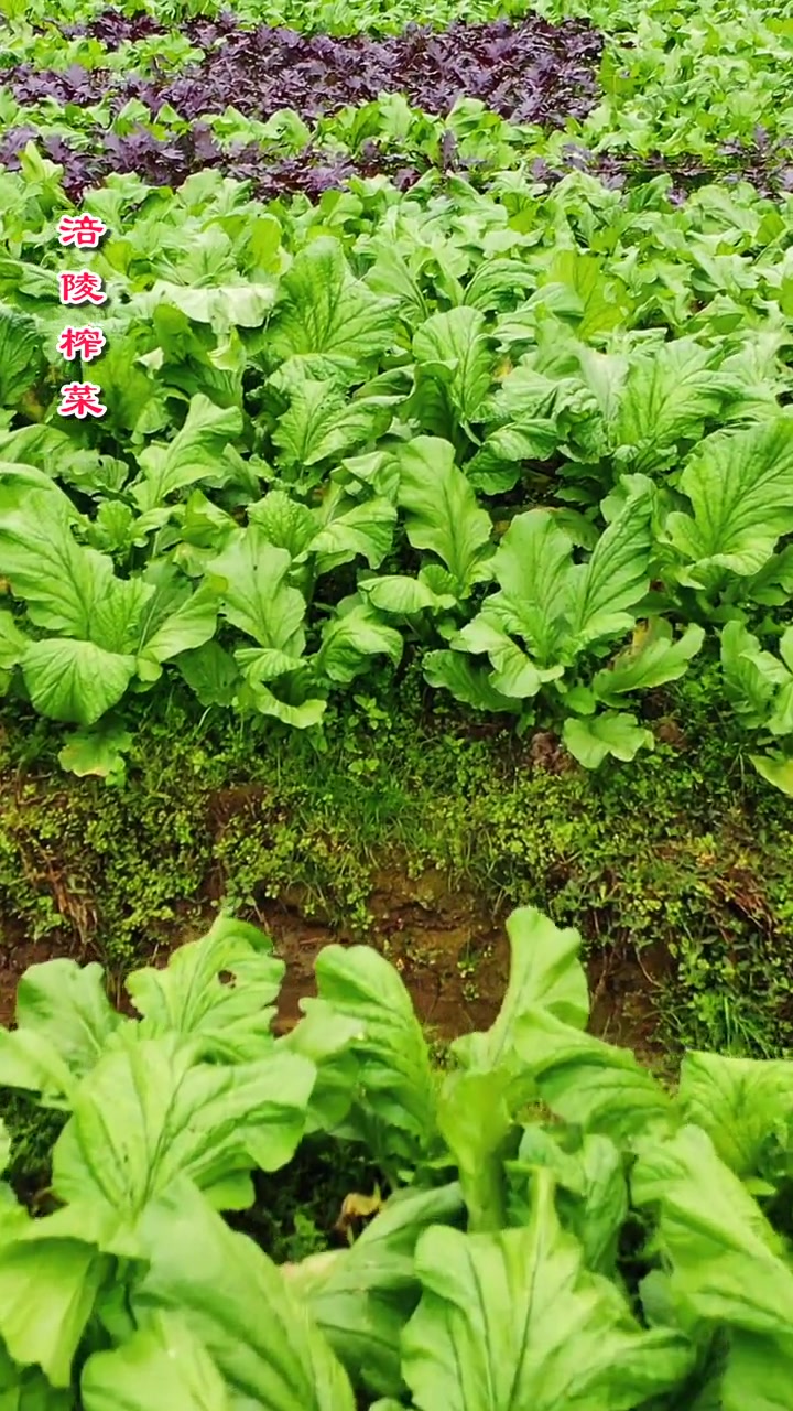 第46集|近距离带你观看正在生长中涪陵青菜头 纯天然绿色蔬菜 农业种植 蔬菜 家乡特产 农