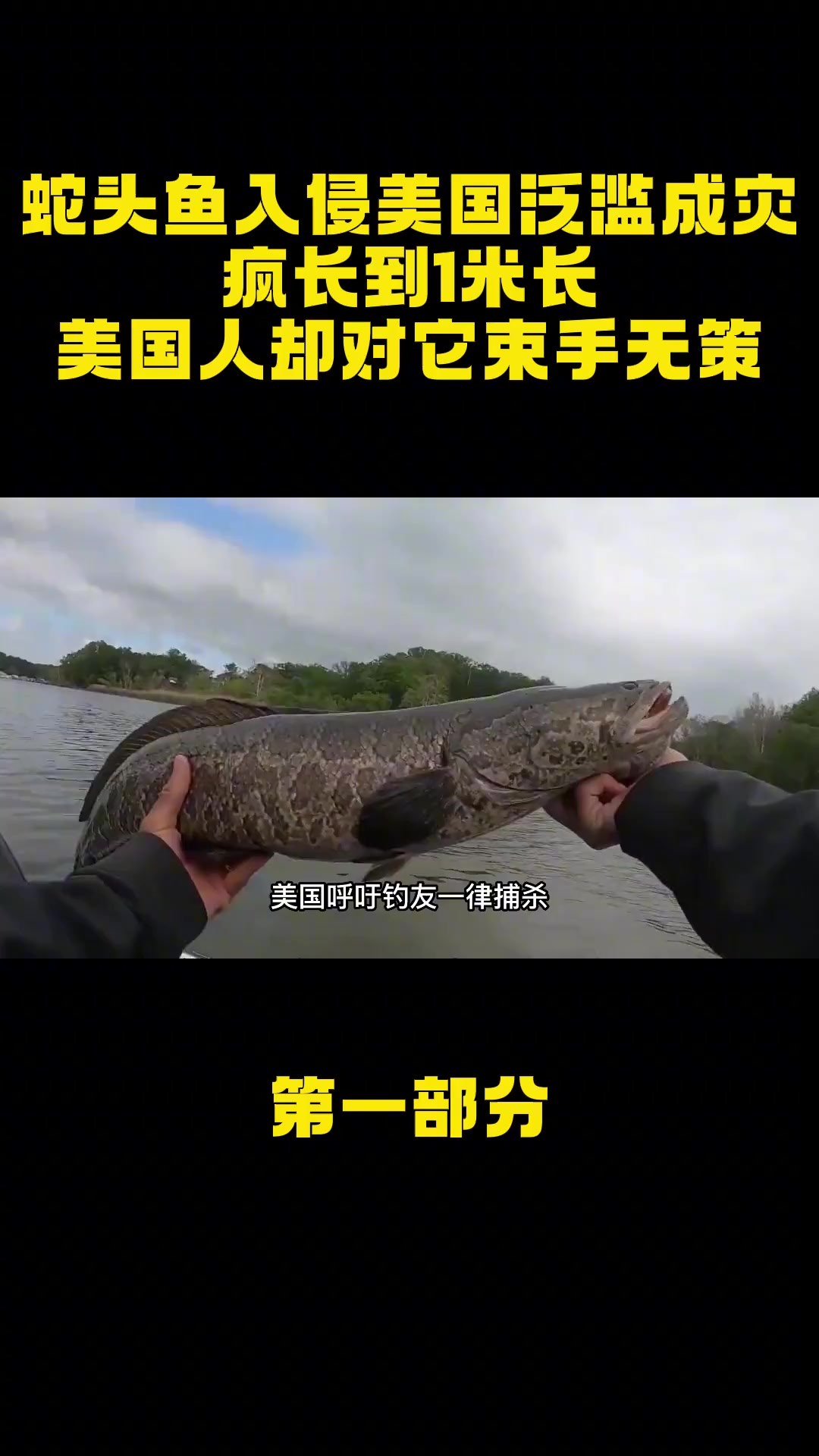 蛇头鱼入侵美国泛滥成灾,疯长到1米长,美国人却对它束手无策 蛇头鱼 鱼类 乌鳢