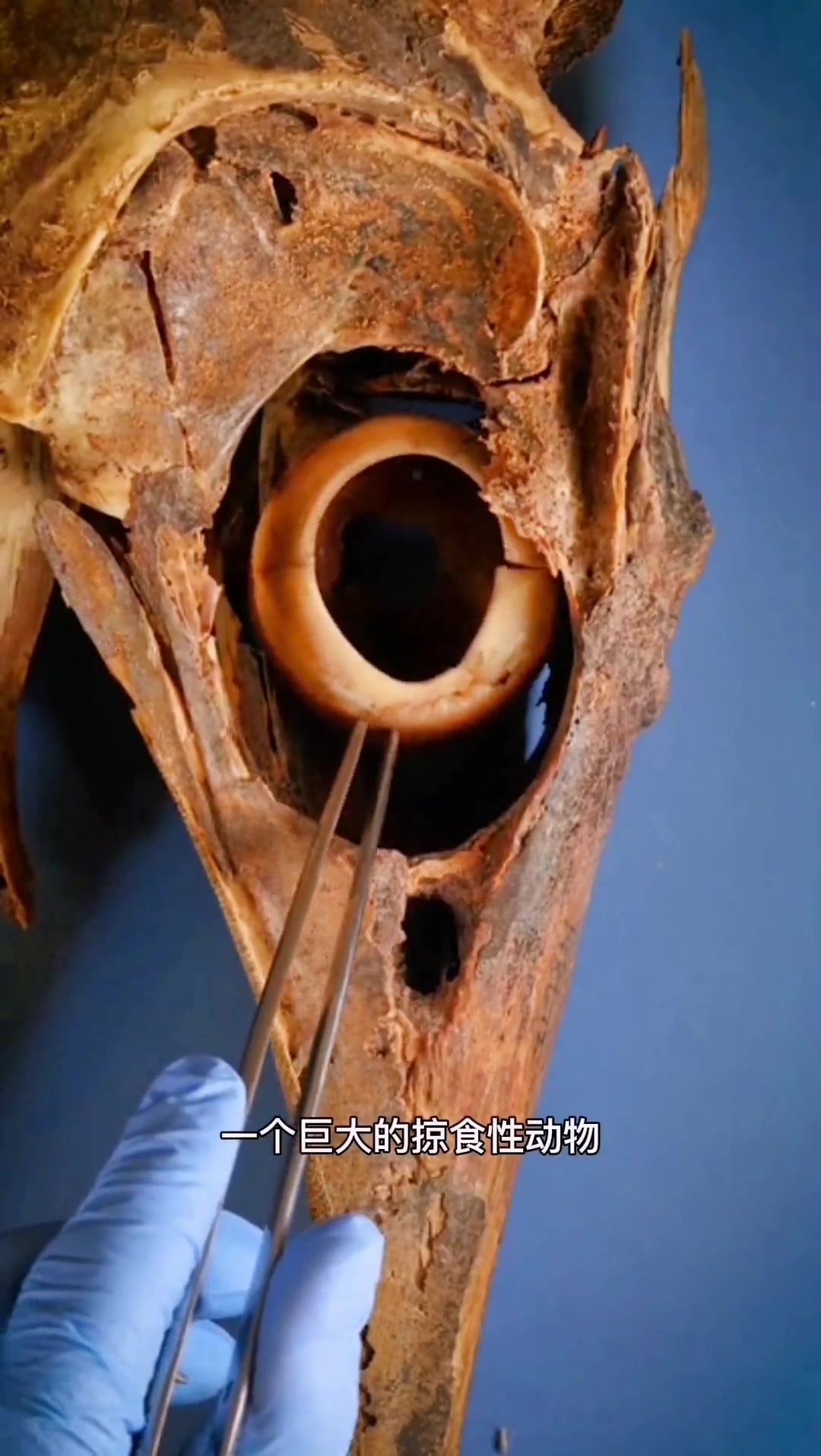 年货专辑—奇异动物标本(四)马林鱼的眼睛是骨头,为了承受深海水压