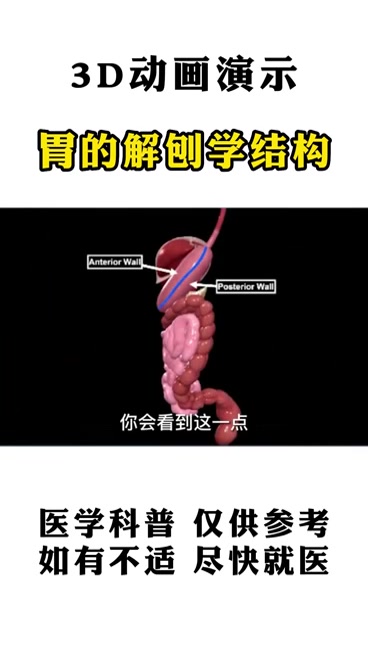 3D动画演示,胃的解刨学结构