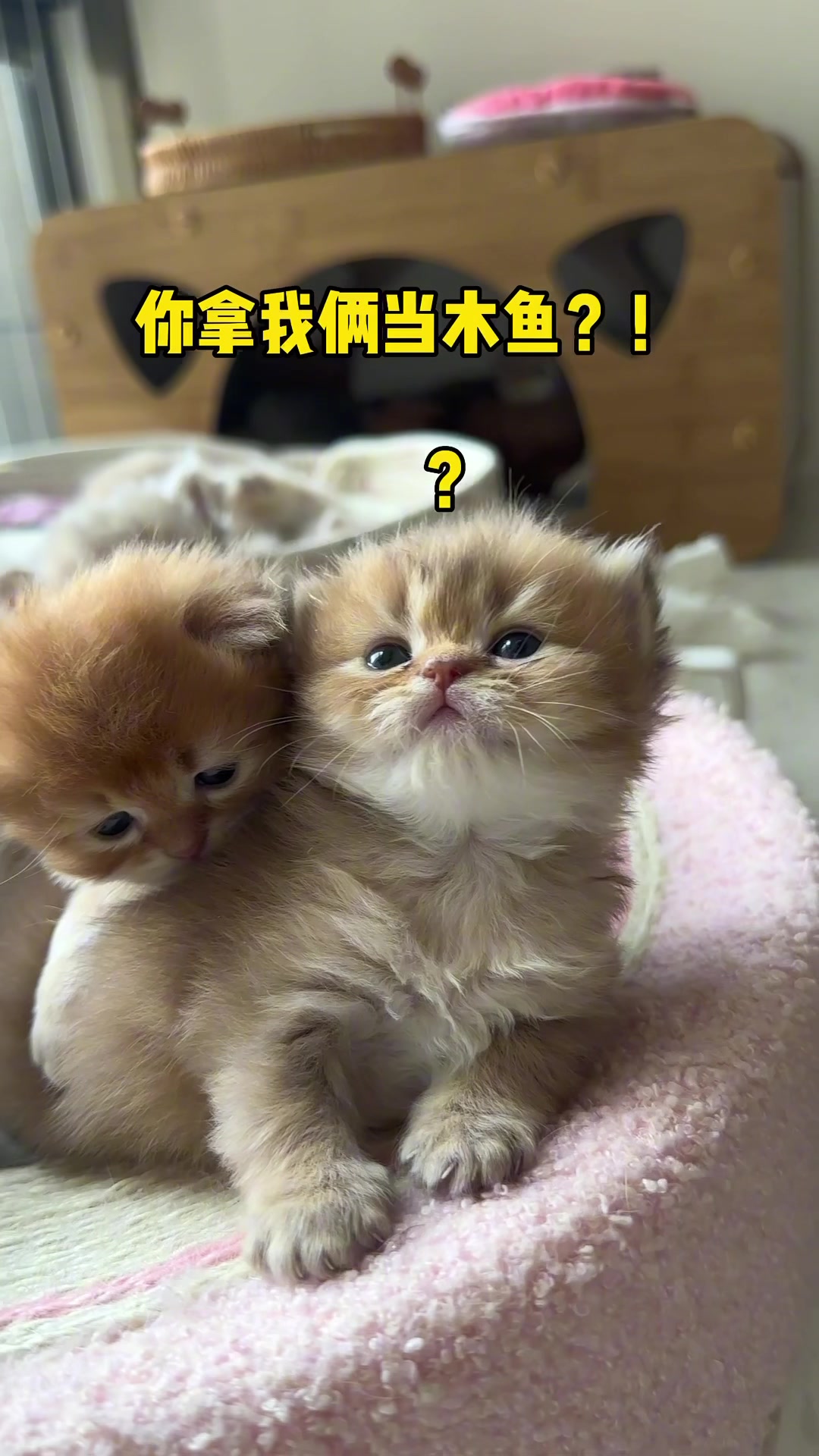 我这么可爱,你拿我当木鱼敲??!