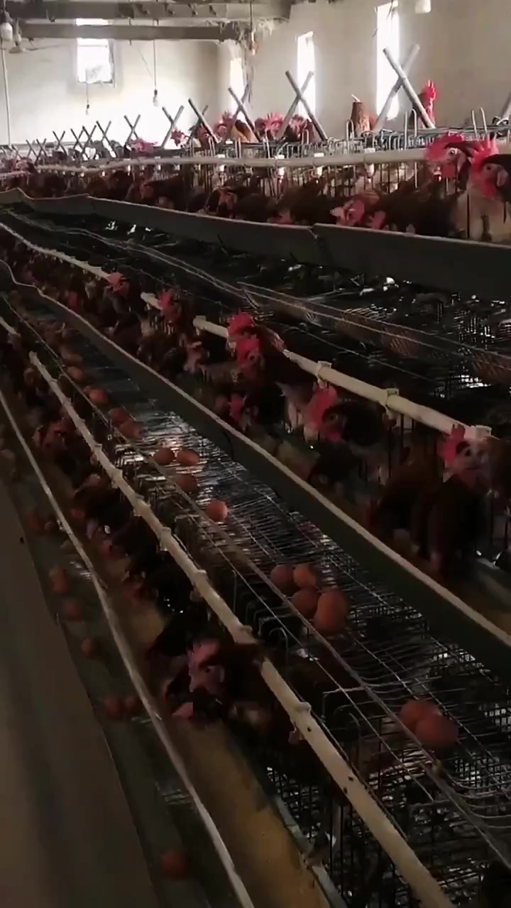 分享视频