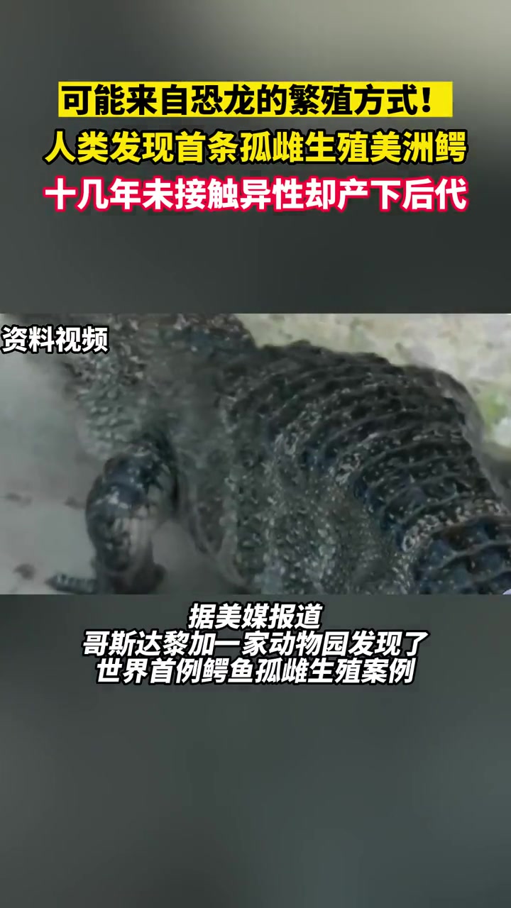 「可能来自恐龙的繁殖方式!」人类发现首条孤雌生殖美洲鳄,十几年未接触异性却产下后代。据美媒