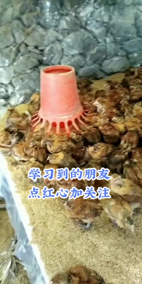 鸡群调料过料,拉稀鱼场的粪便,饲料便干,吃不长肉大小不一,这考虑是腺肌胃炎,可以选择复方纯