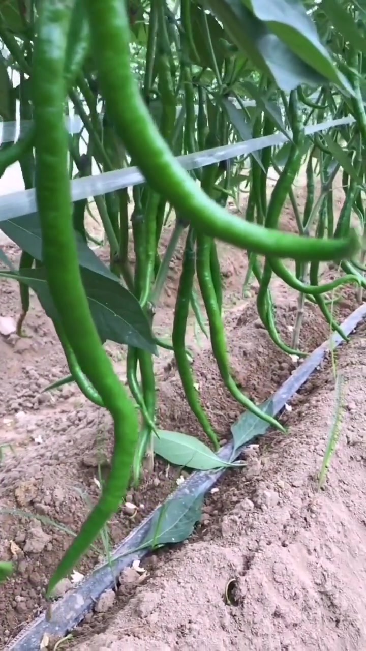 辣椒喂鸡:(1)促进鸡群食欲 辣椒是有特殊的辛辣味的,有这种气味,提高饲料适口性,是可以刺