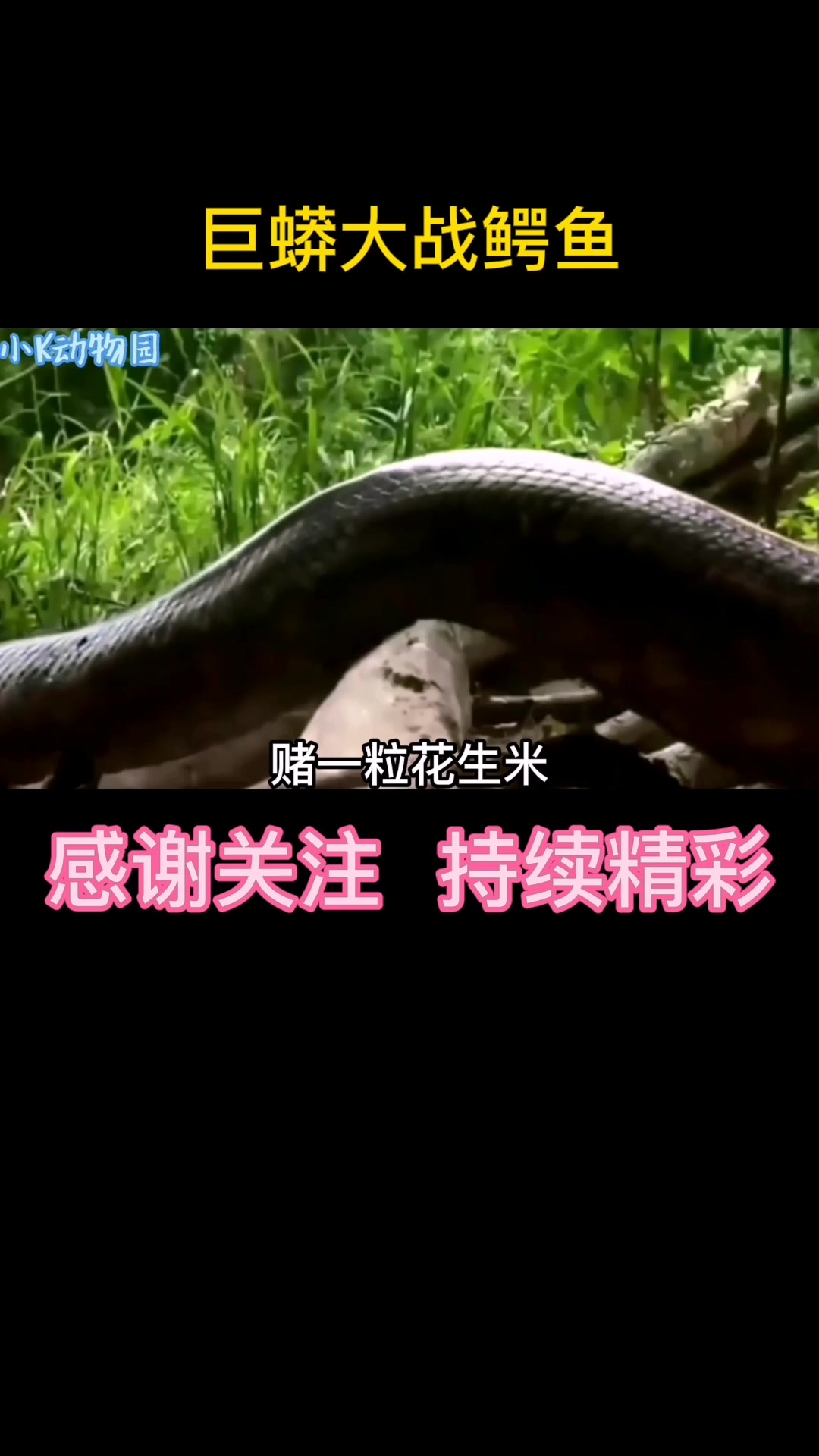 巨蟒大战鳄鱼,会擦出怎样的火花呢?