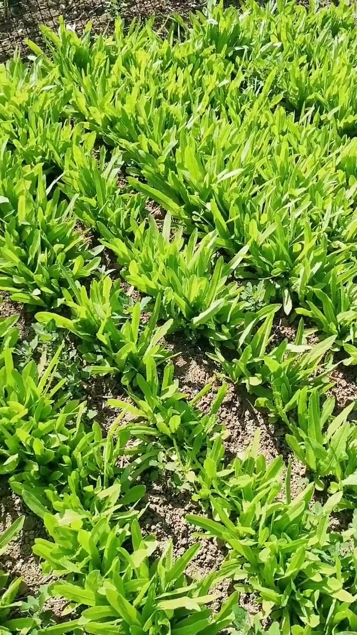 每天都记录我的农村真实生活日常 新农人计划2023 田园生活 给油麦菜除草