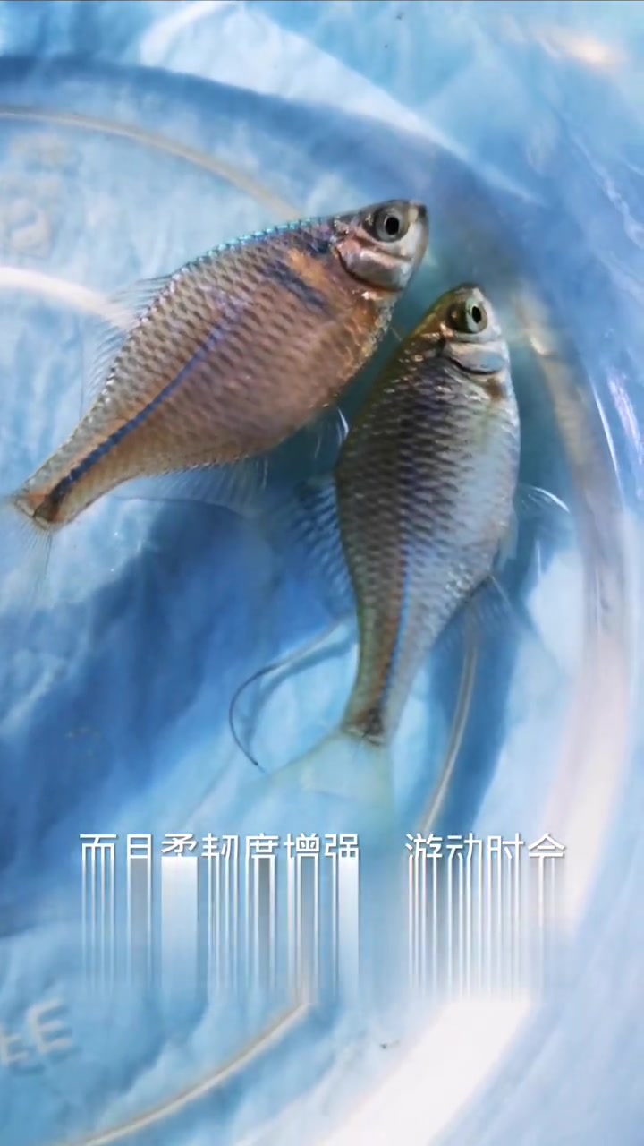 鳑鲏鱼人工授精与孵化方法