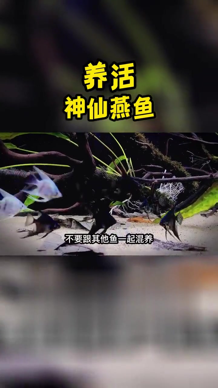 7点技巧,助你养活养好神仙燕鱼,观赏鱼期望