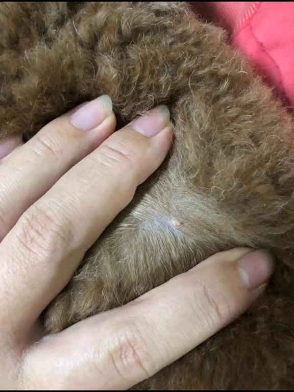 宠物狗长了个什么大家自己看吧 宠物