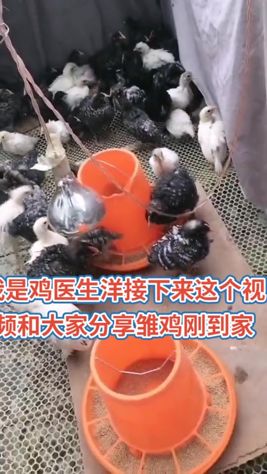 教你养鸡 造成第一周高死亡的原因分析:(1)细菌感染:大多是由种鸡垂直传染或种蛋保管过程中