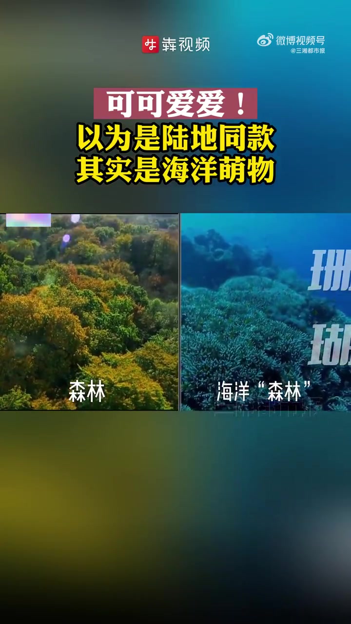 「可可爱爱!以为是陆地同款其实海洋萌物」这些可爱的神奇海洋生物你都认识吗?(剪辑 熊佩凤)