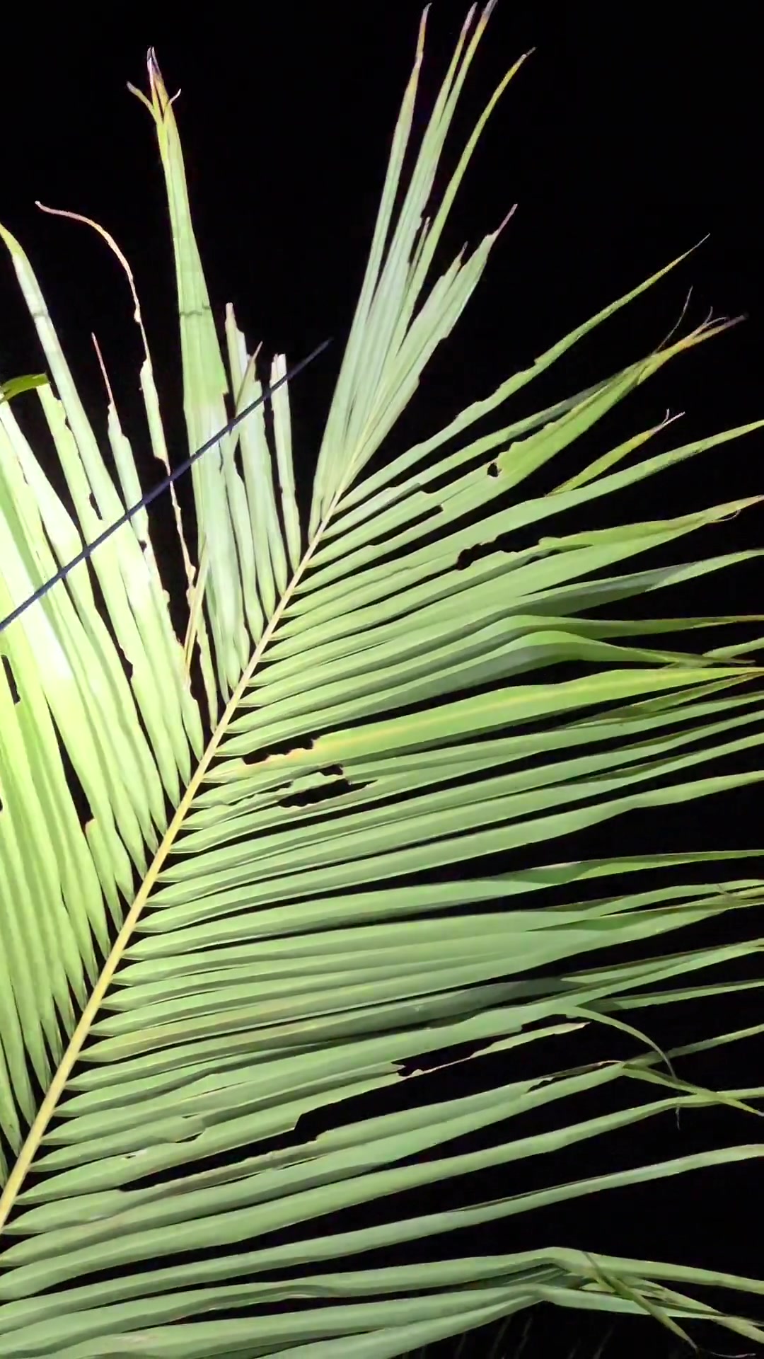 小黑说金椰林里藏着很多美味的飞鱼虫,必须把它们抓到碗里来 我的乡村生活 农村美食 新农人计