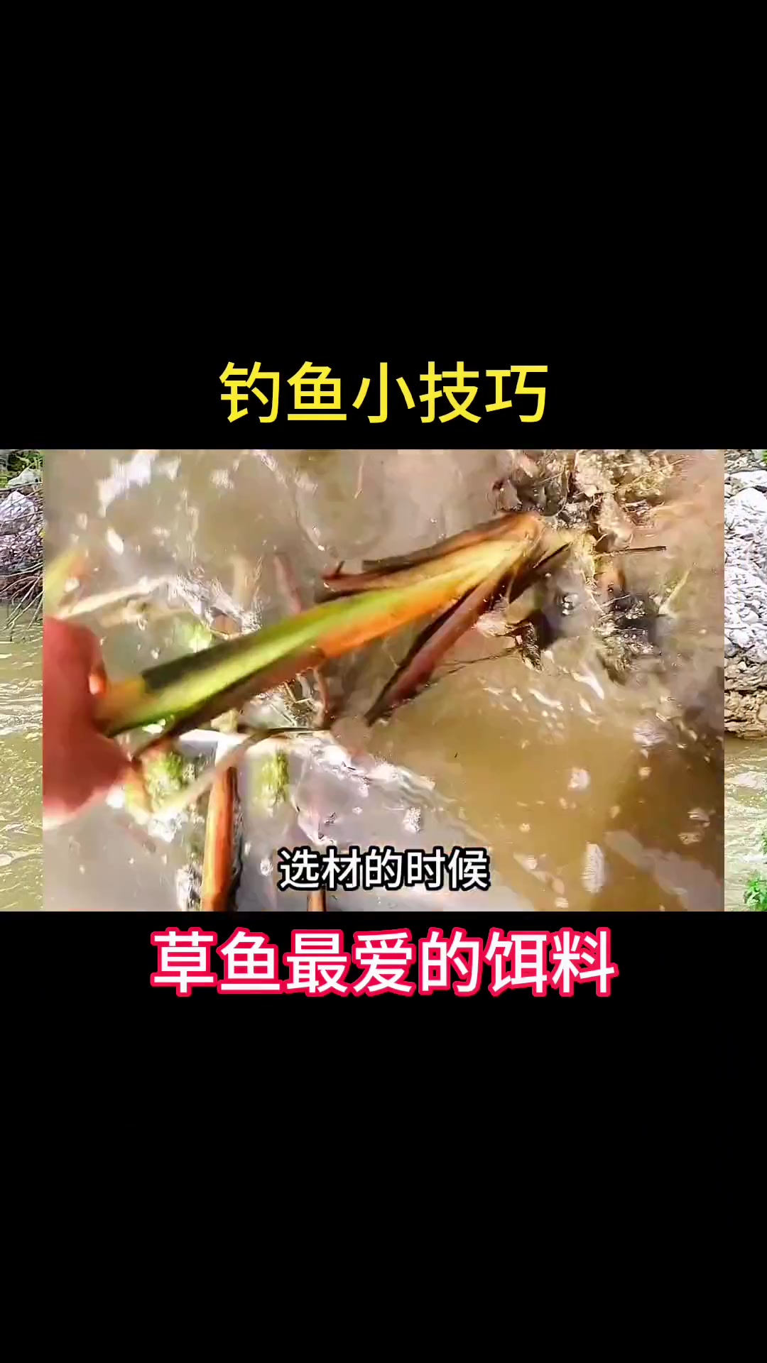 钓草鱼最好用的免费饵料,每个地方都有……钓鱼 钓鱼人 钓鱼技巧 草鱼饵料 热门