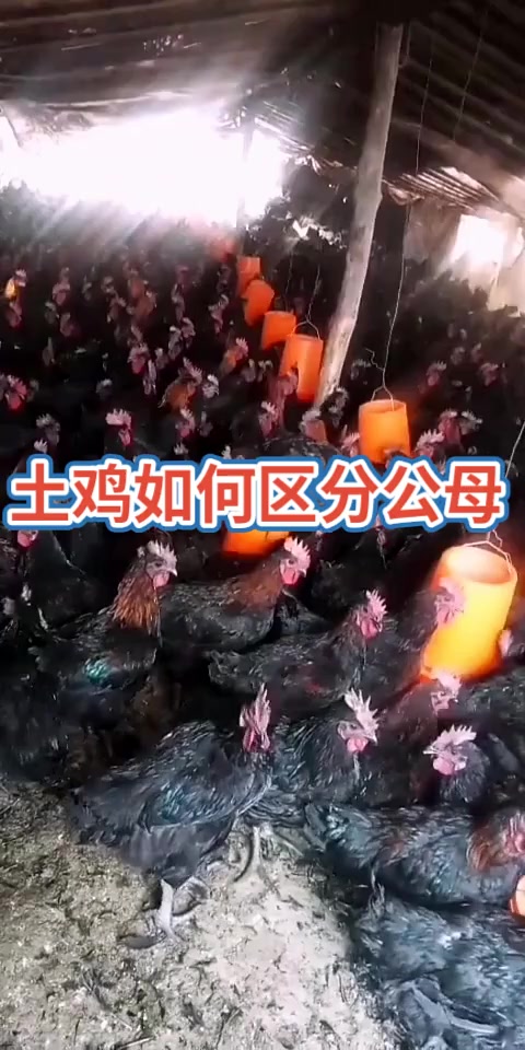 母鸡翅膀上的羽毛有两层,下面一层长,上面一层短。2公鸡翅膀上的羽毛上下两层都是一样长的。3