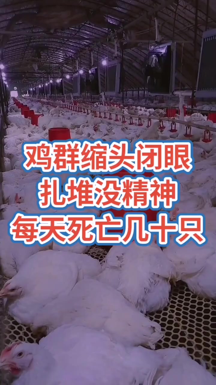 禽常用退烧药有扑热息痛、小柴胡、安乃近、卡巴匹林钙等。扑热息痛:是比较安全的退热药,疗效可