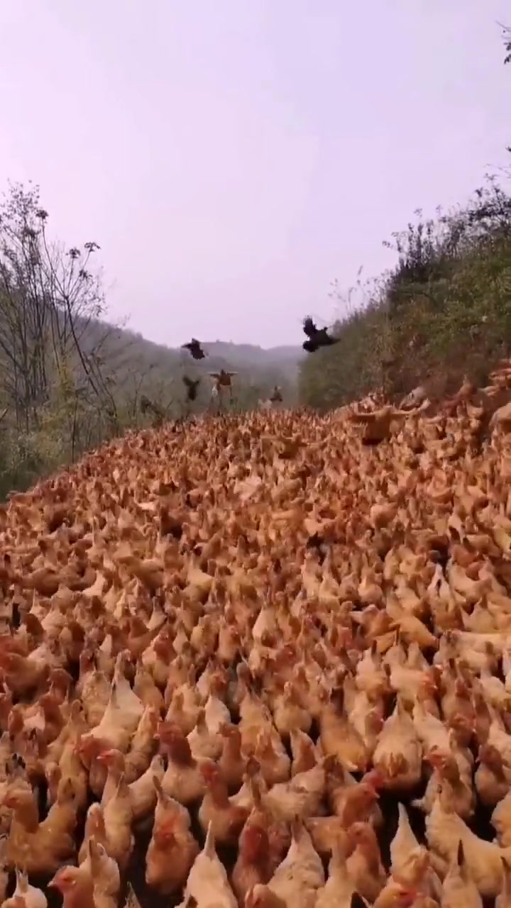 使用鱼肝油的好处 1)肠道疾病 遇见肠道病时,除了用抗菌药治疗外,如果能在晚上饲料中加入鱼