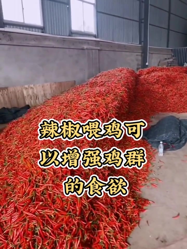 辣椒喂鸡好处多:(1)促进鸡群食欲 辣椒是有特殊的辛辣味的,有这种气味,提高饲料适口性,是