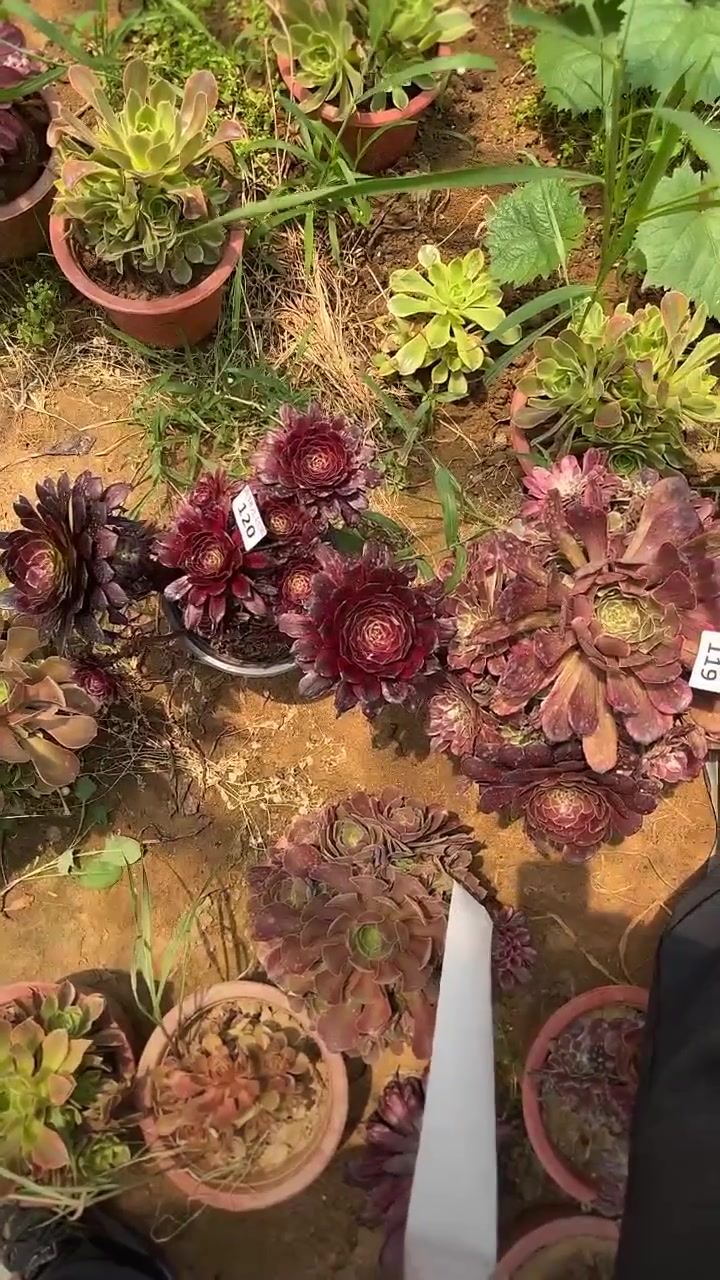 家人们冲啊!买它买它!多肉植物莲花掌系列舞天姬大老桩