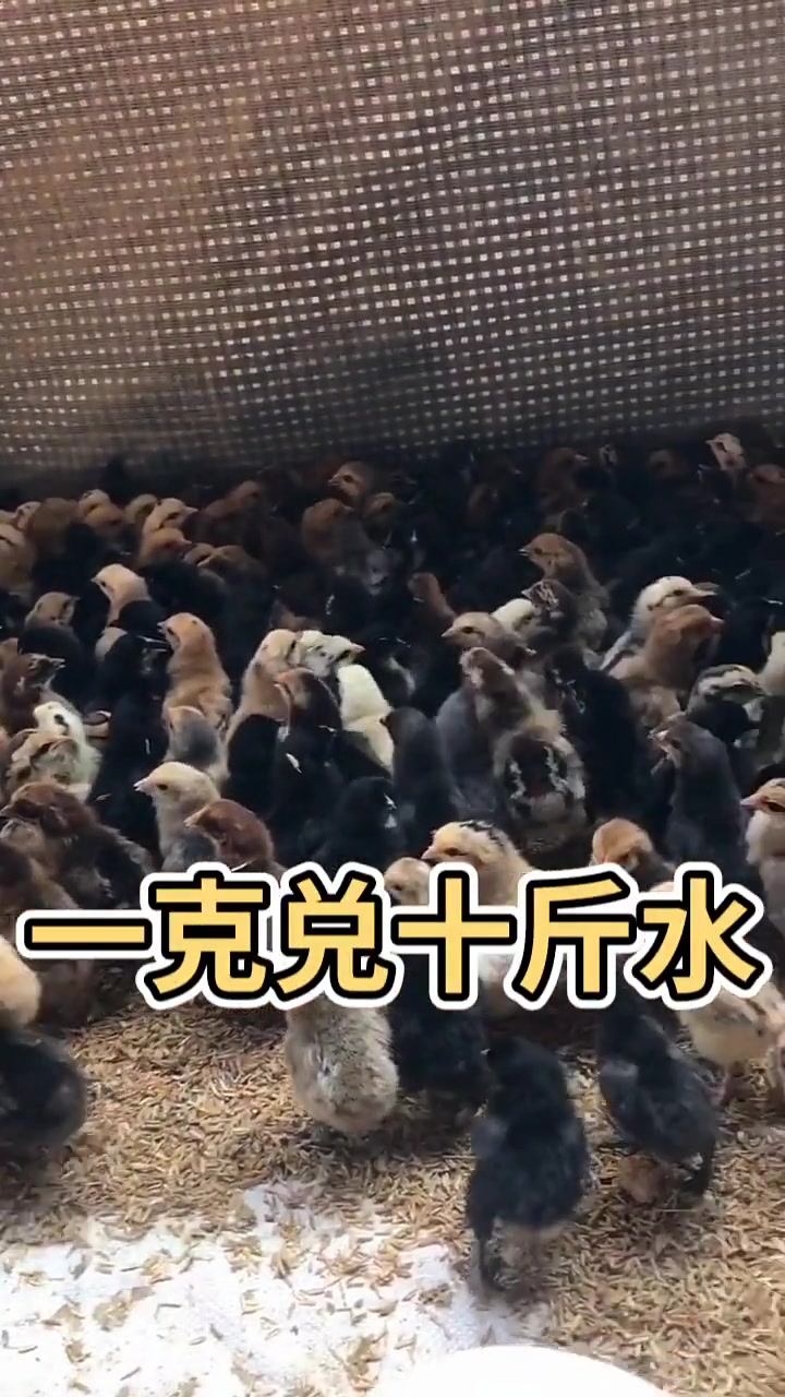 甲硝唑既省钱又好用,甲硝唑等养鸡过程中的作用,甲硝唑可以治疗肠炎,拉稀毛长肝炎,治疗肠炎,