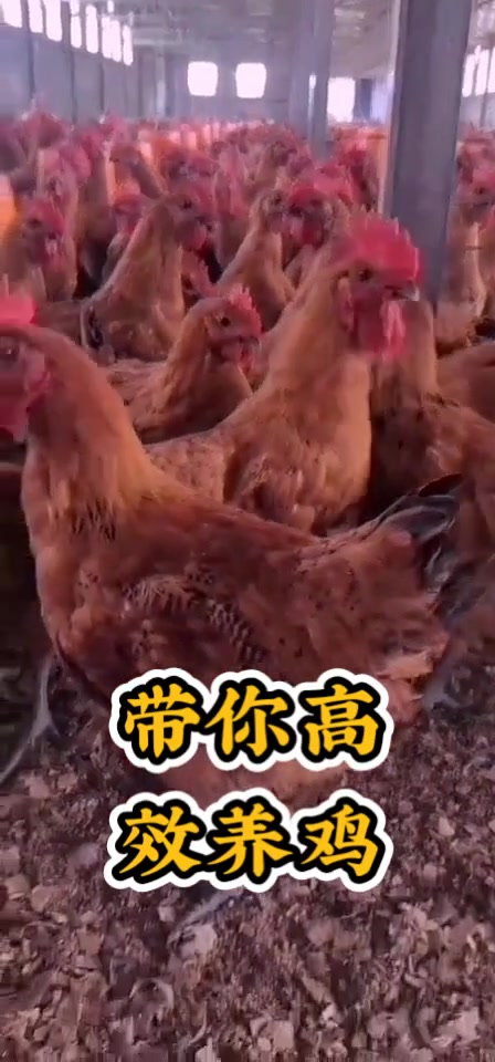 1.生姜。按1-2%比例拌料。解表散寒,温中止呕,御百邪,助阳气,驱寒最佳:2.麻黄。按0