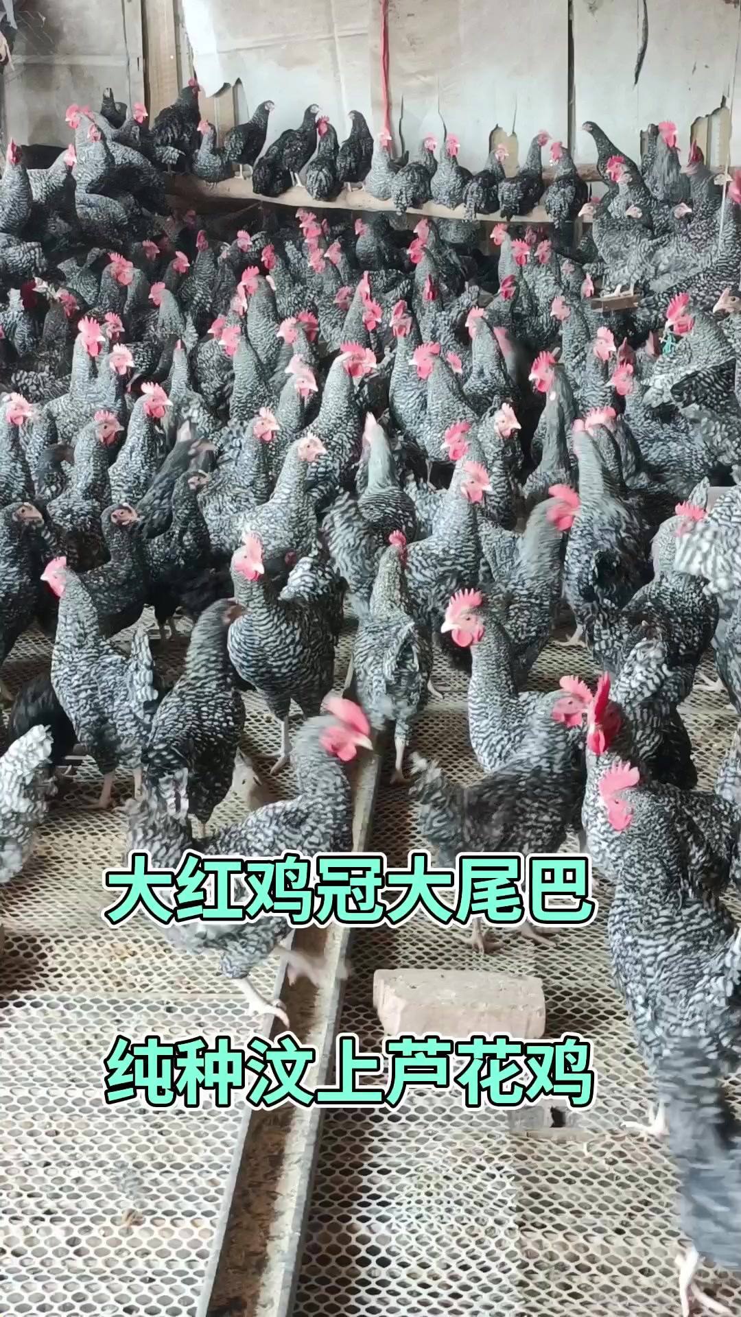 大红鸡冠大尾巴纯种汶上芦花鸡