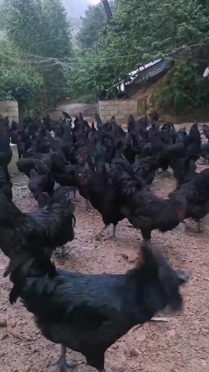 鸡得腺肌胃炎可以用维舒特预防治疗,主要引发腺肌胃炎的原因,霉菌毒素可以长期在鸡的饲料中添加