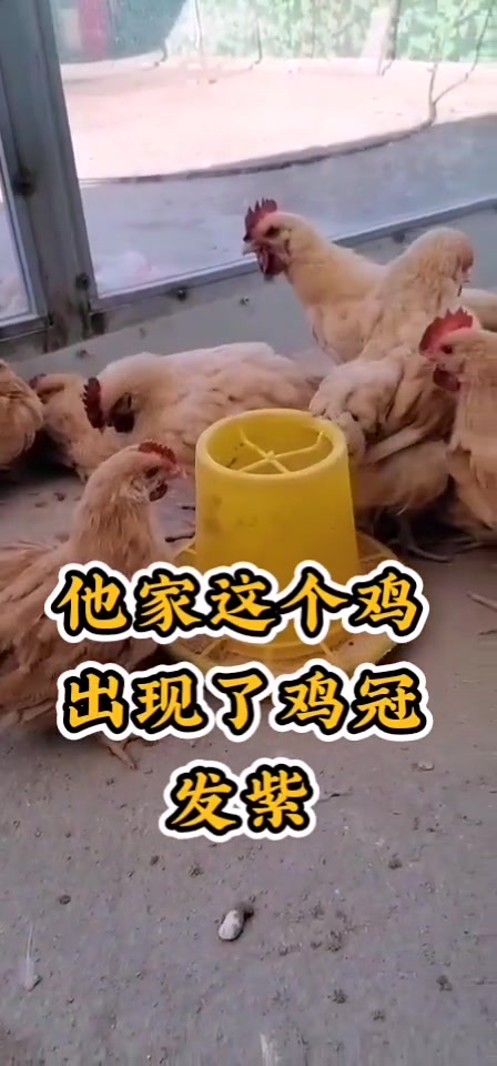 鸡得新城疫:疫特欣+美杆特+ 卡巴匹林钙