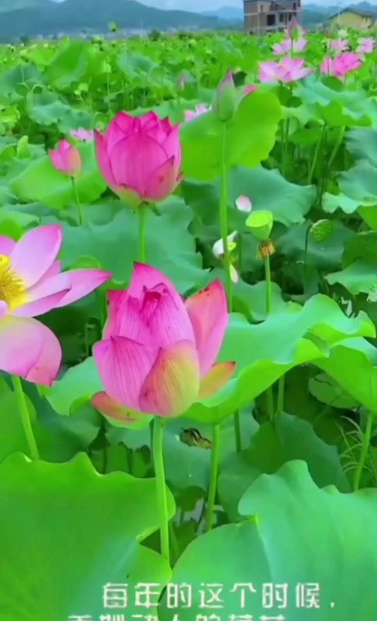 又是一年荷花开