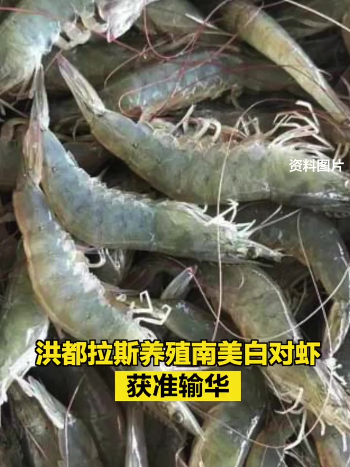 「洪都拉斯养殖南美白对虾获准输华」6月12日,中国与洪都拉斯正式签署洪都拉斯输华养殖水产品