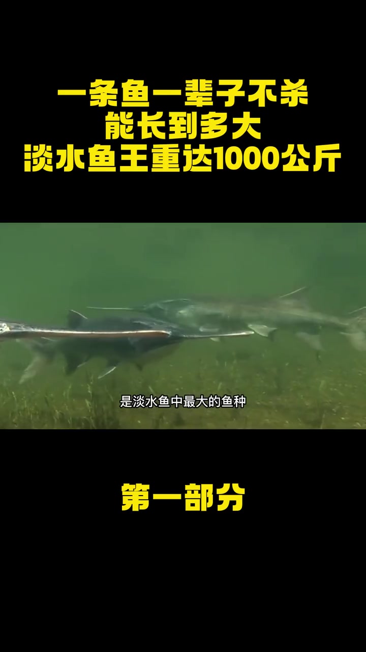 一条鱼一辈子不杀,能长到多大?“淡水鱼王”重达1000公斤 淡水鱼王 达氏鳇 鱼类