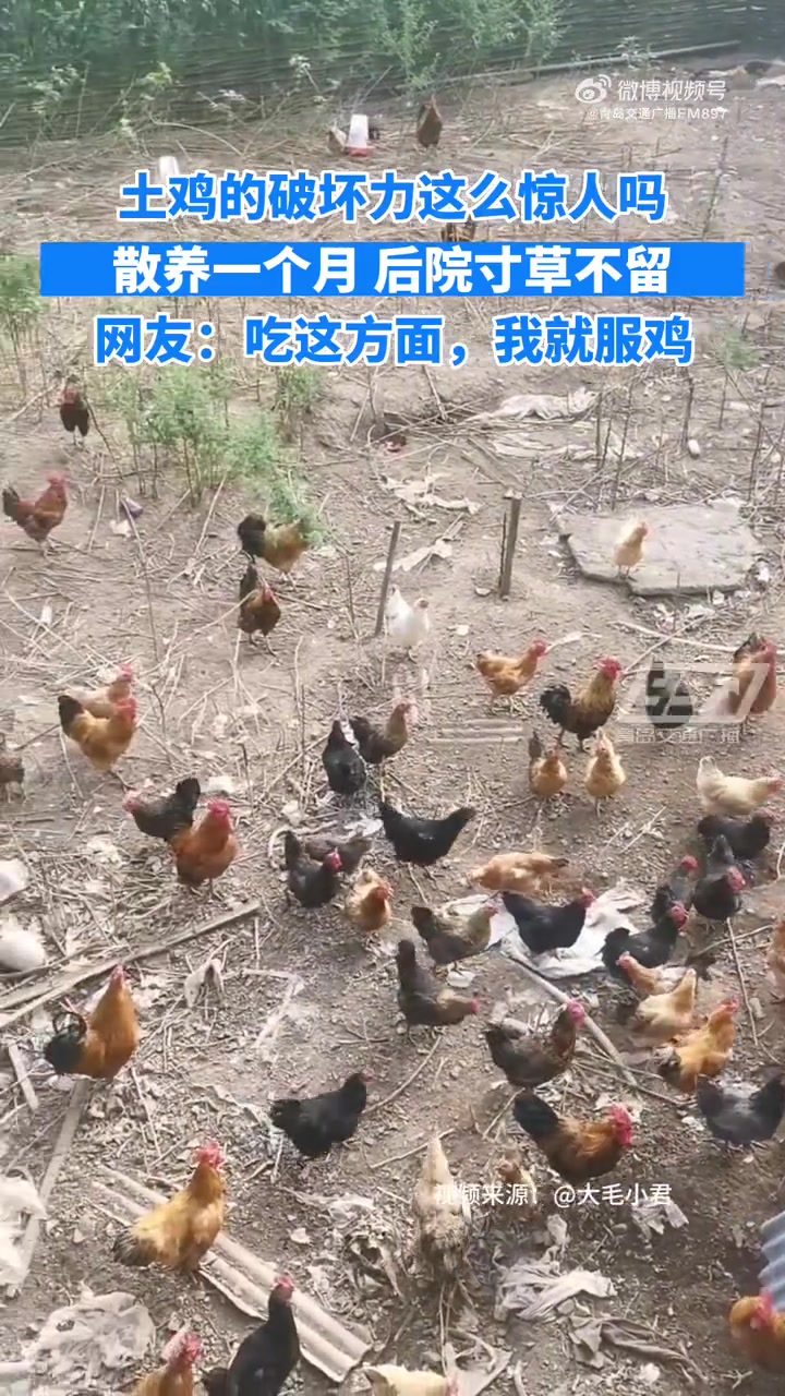 2000只土鸡的破坏力超乎你想象「散养2000只土鸡30天院内寸草不留」6月10日,湖南新