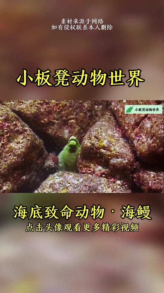 海底致命动物海鳗