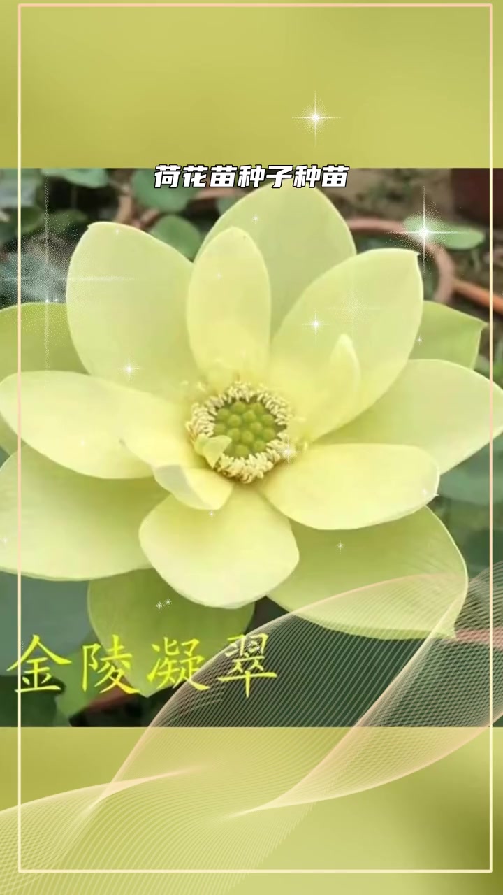 荷花根块怎么种植 荷花苗种子种苗 北京荷花种苗